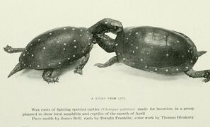 Wax casts of fighting spotted turtles (Chelopus guttatus), 1900
