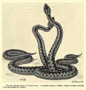 Mating dance of the Vipera berus, 1936
