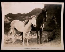 Wild Beauty, 1927