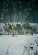 Wolf Song, 1991