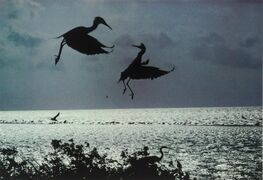 Mated pair of reddish egrets in an aerial altercation, 1979